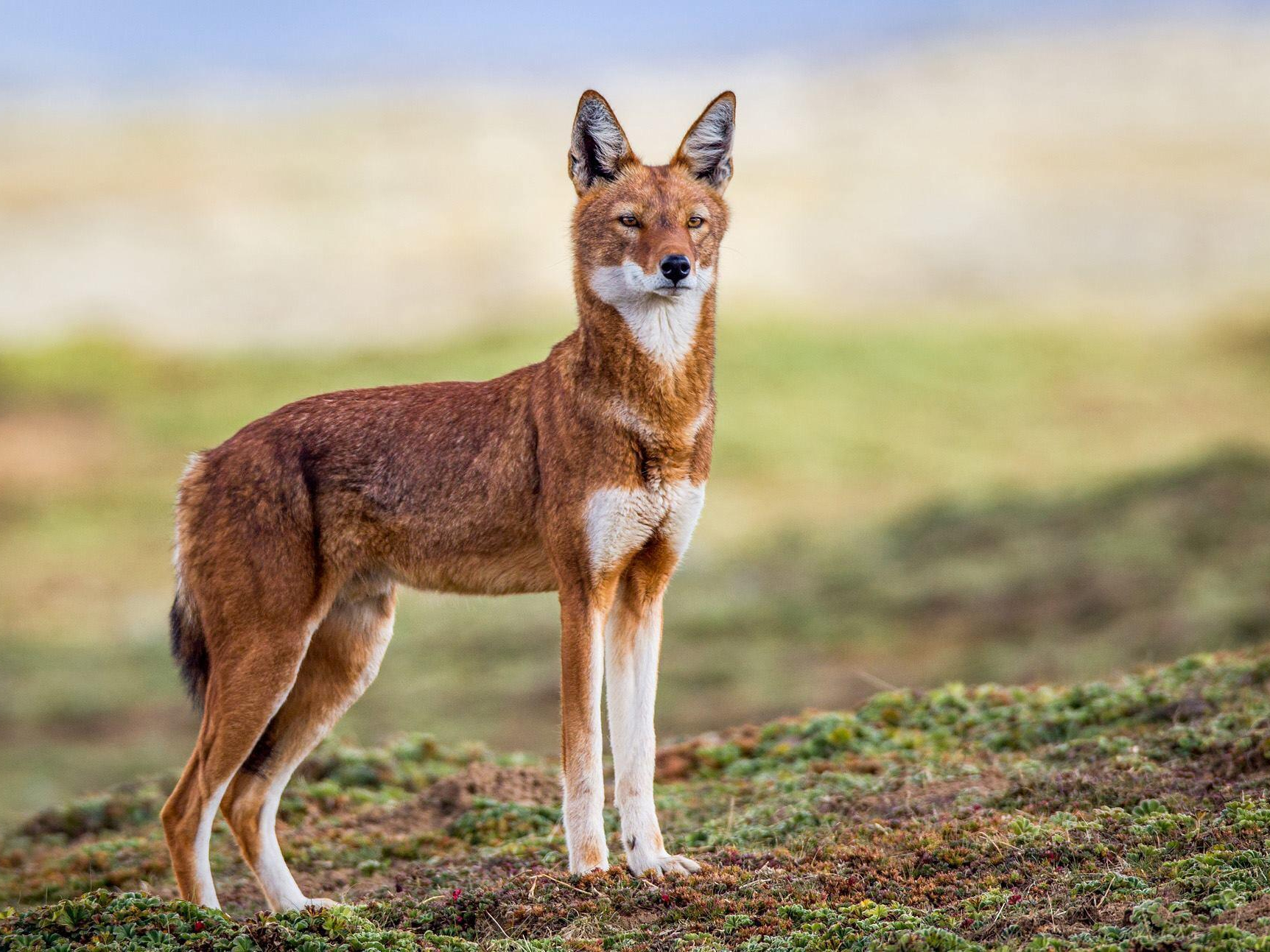 Bale Mountains