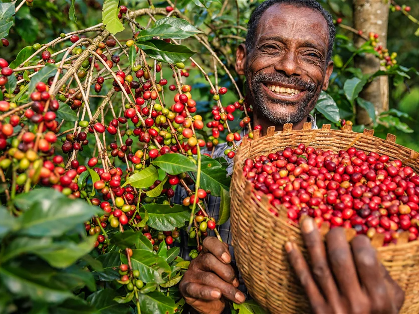 Ethiopian Coffee Tour - 12 Days